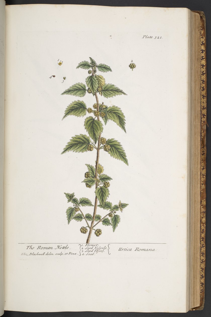 Levy 321, "A Curious Herbal" tekijältä Elizabeth Blackwell