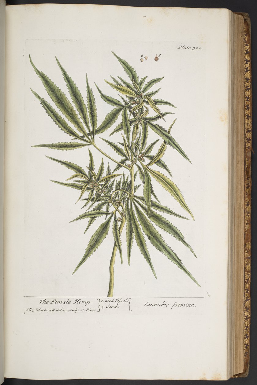 Levy 322, Naarashamppu, "A Curious Herbal" tekijältä Elizabeth Blackwell