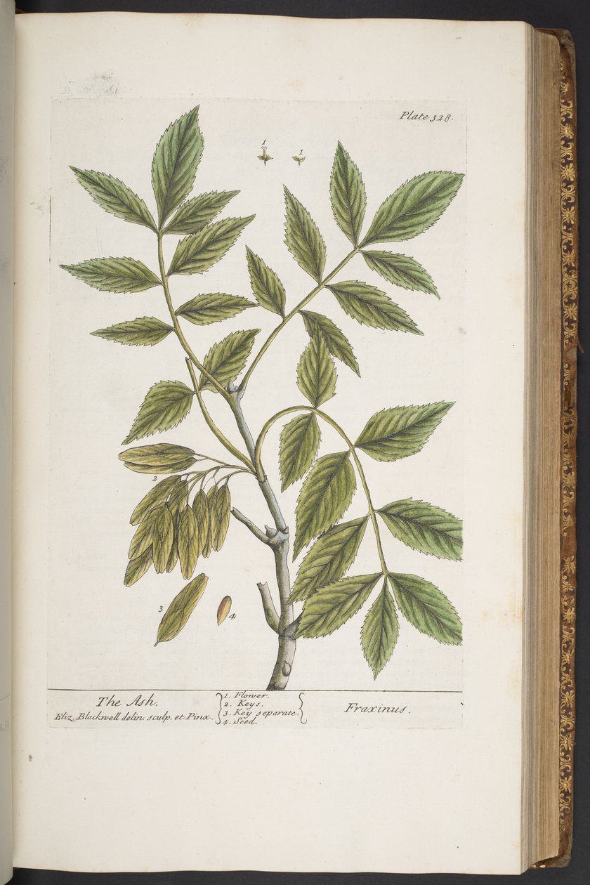 Levy 328, "A Curious Herbal" tekijältä Elizabeth Blackwell