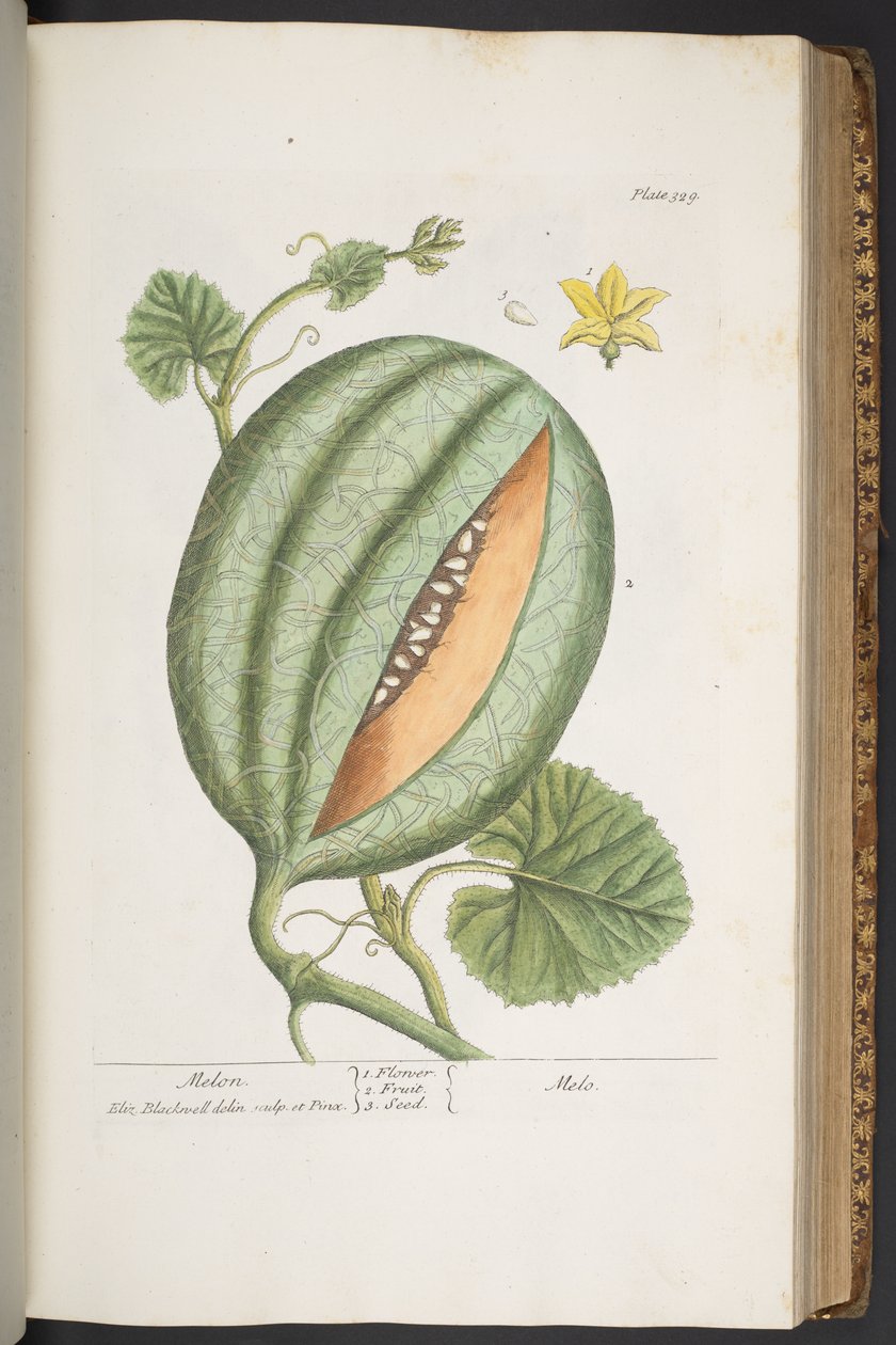 Levy 329, "A Curious Herbal" tekijältä Elizabeth Blackwell
