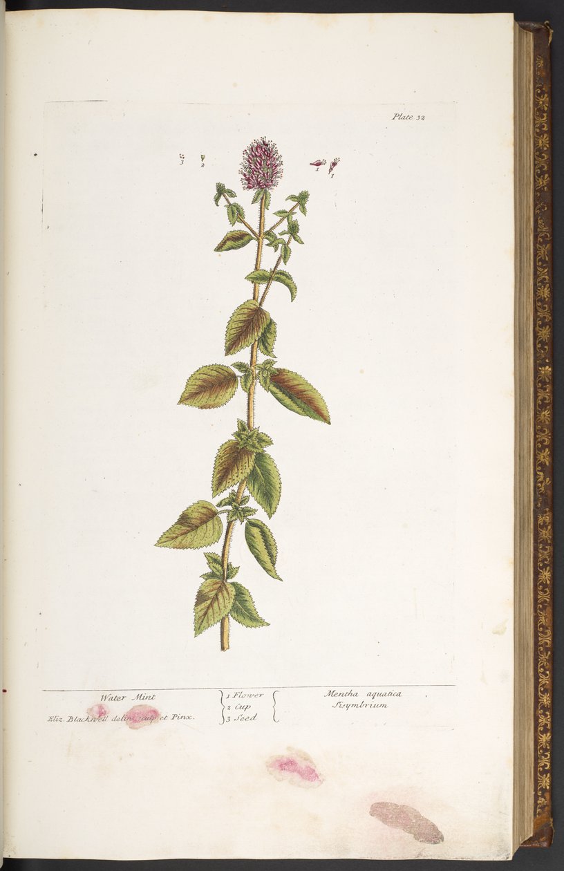 Lauta 32, vesiminttu, "A Curious Herbal" tekijältä Elizabeth Blackwell