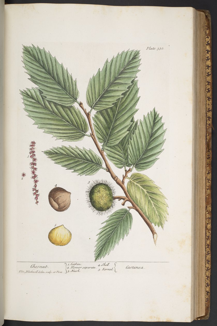 Levy 330, "A Curious Herbal" tekijältä Elizabeth Blackwell