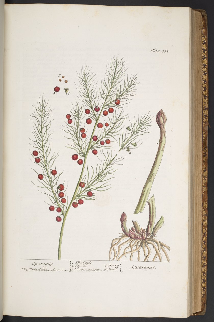 Levy 332, Sparagus, "A Curious Herbal" tekijältä Elizabeth Blackwell
