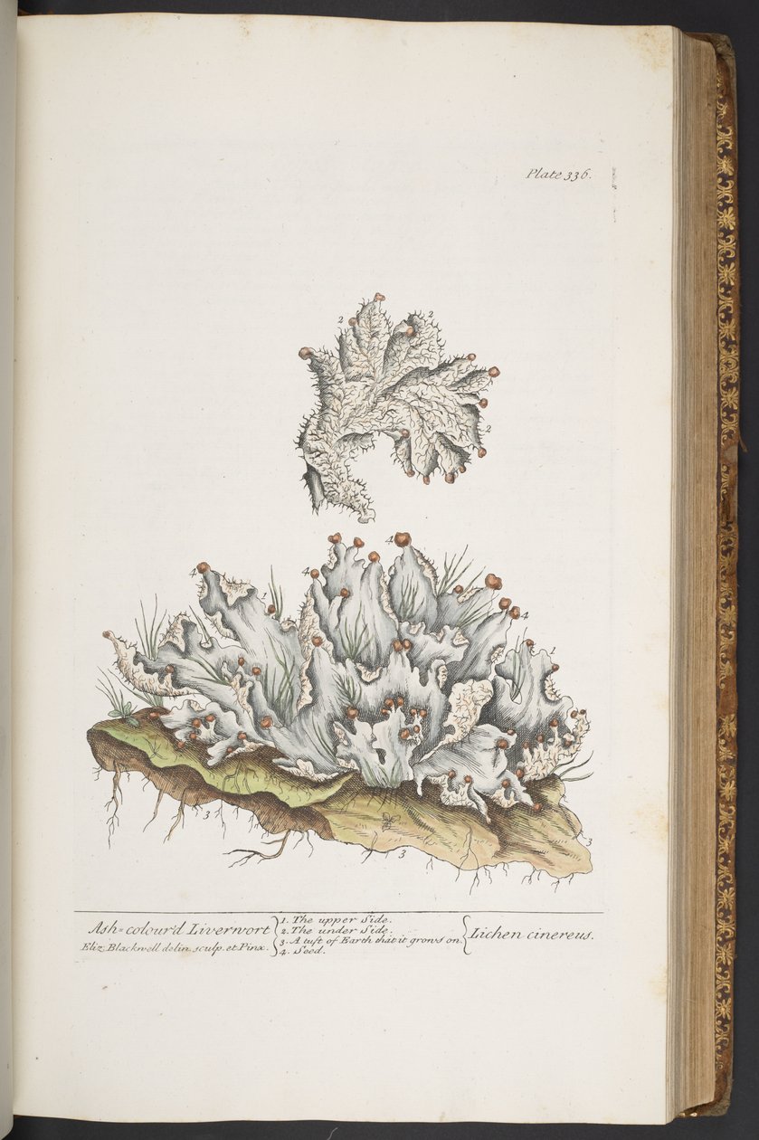 Lauta 336, tuhkanvärinen maksajuuri, "A Curious Herbal" tekijältä Elizabeth Blackwell