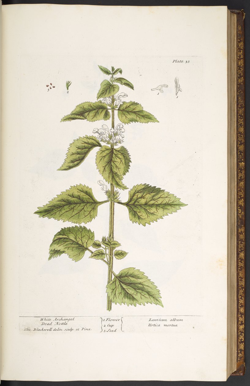 Levy 33, valkoinen arkkienkeli kuollut nokkonen, "A Curious Herbal" tekijältä Elizabeth Blackwell