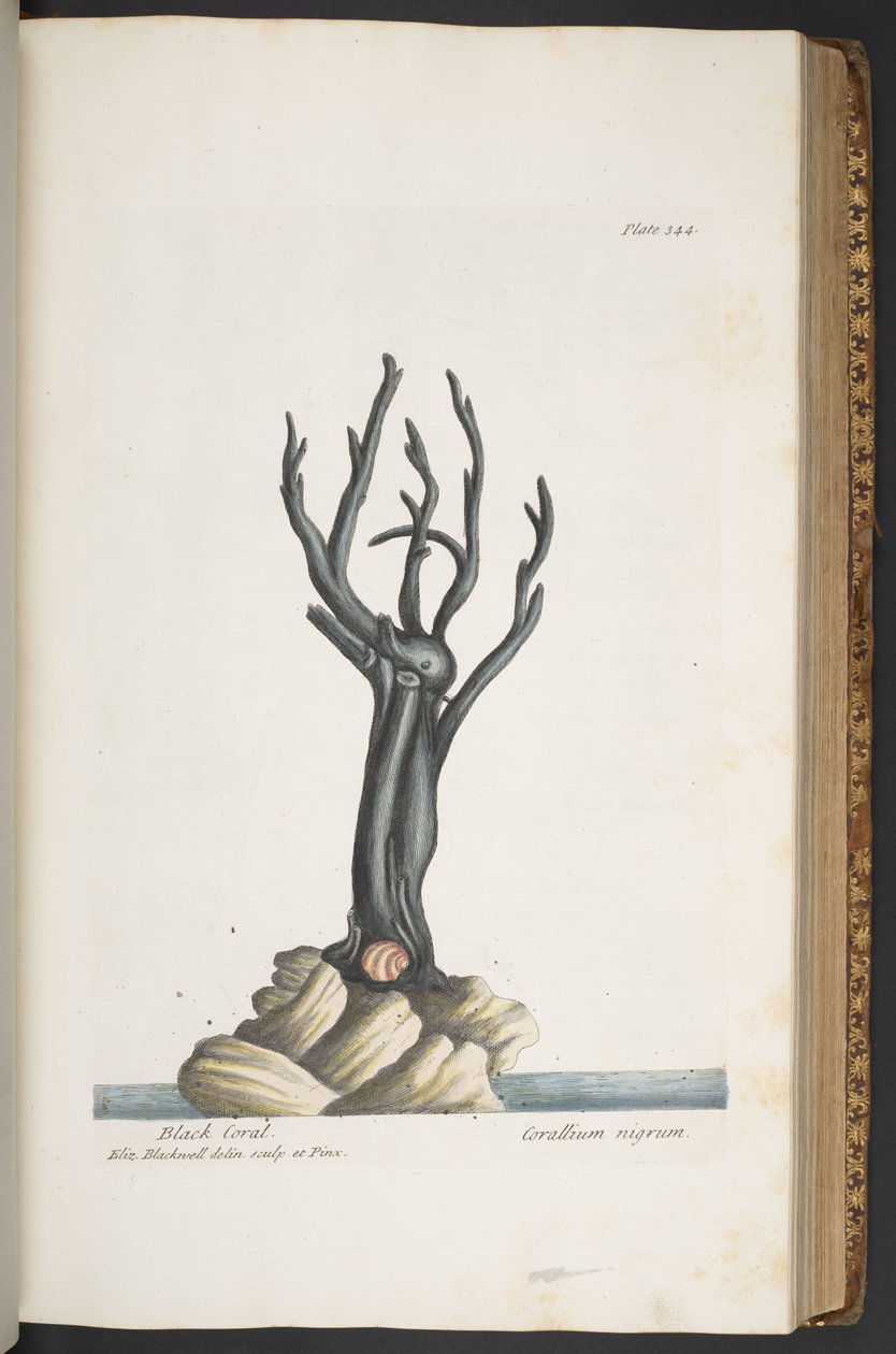 Levy 344, "A Curious Herbal" tekijältä Elizabeth Blackwell