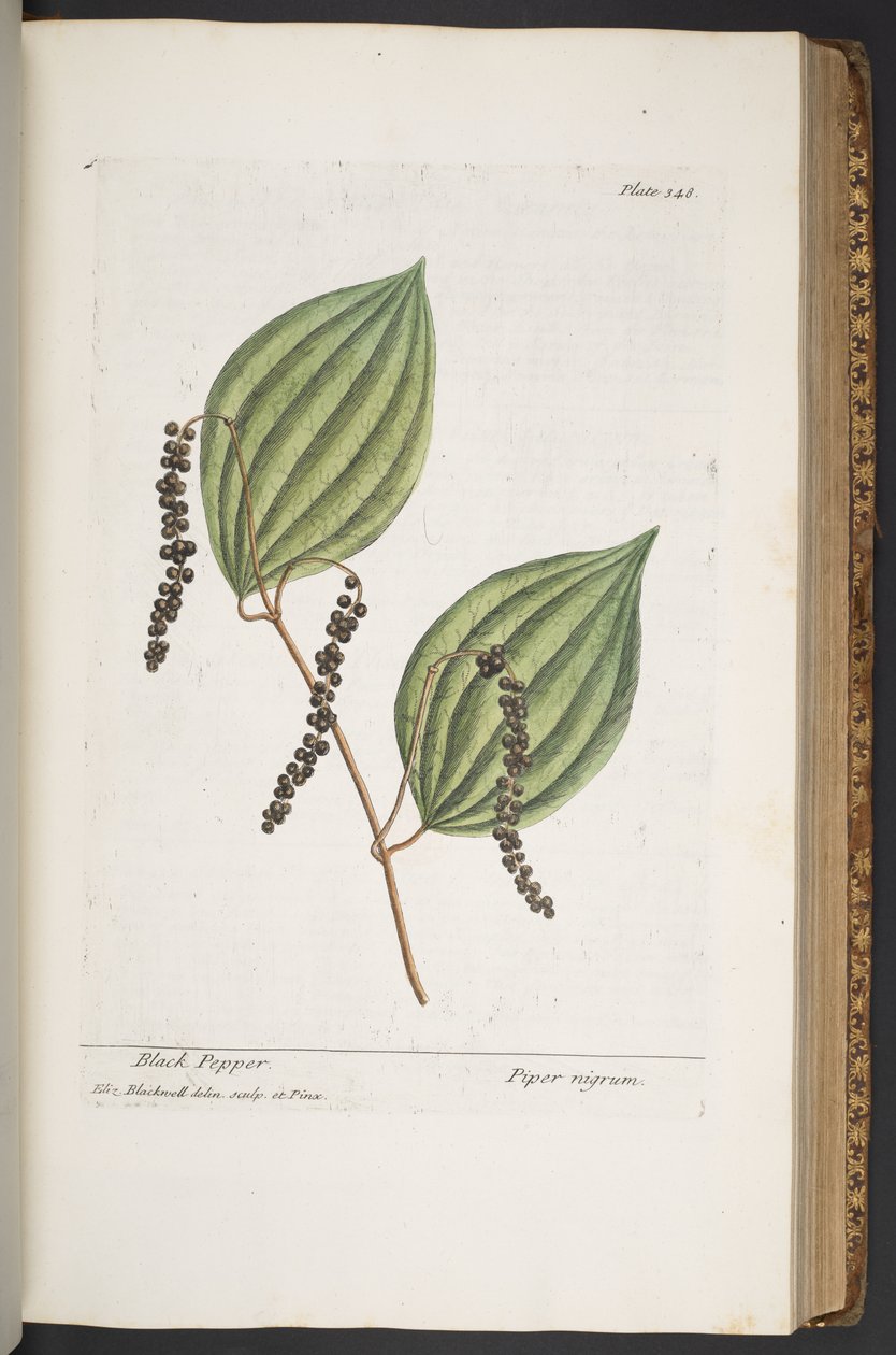 Levy 348, "A Curious Herbal" tekijältä Elizabeth Blackwell
