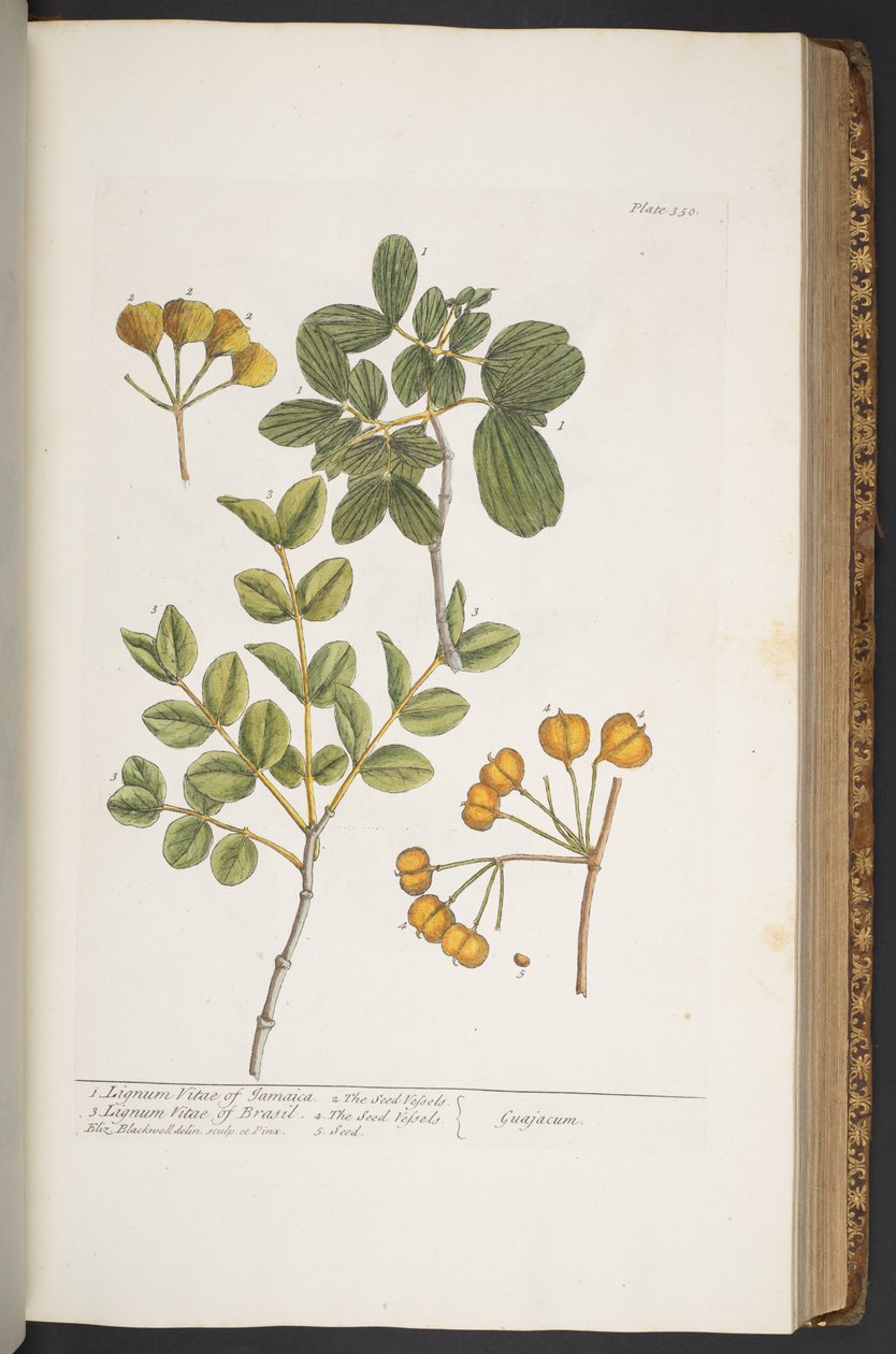 Levy 350, "A Curious Herbal" tekijältä Elizabeth Blackwell