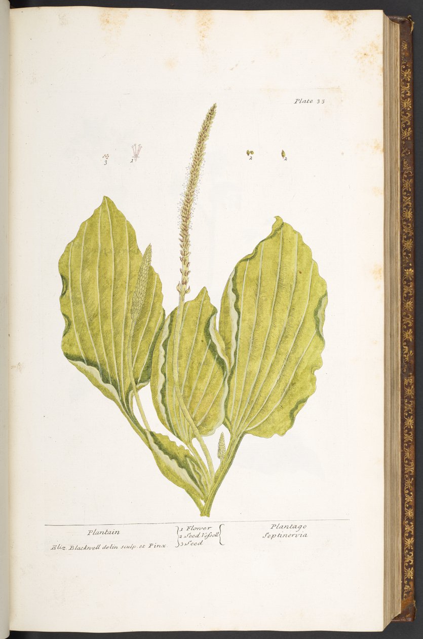 Levy 35, Plantain, "A Curious Herbal" tekijältä Elizabeth Blackwell