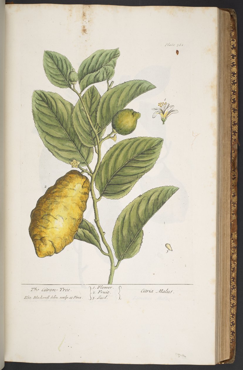 Levy 361, "A Curious Herbal" tekijältä Elizabeth Blackwell