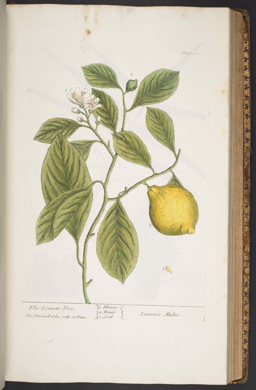 Levy 362, "A Curious Herbal" tekijältä Elizabeth Blackwell