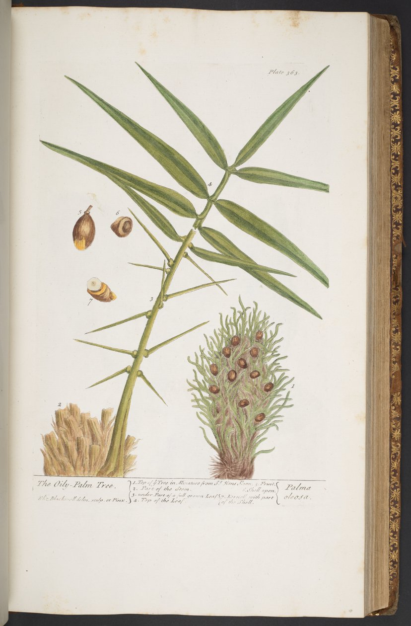 Levy 363, "A Curious Herbal" tekijältä Elizabeth Blackwell