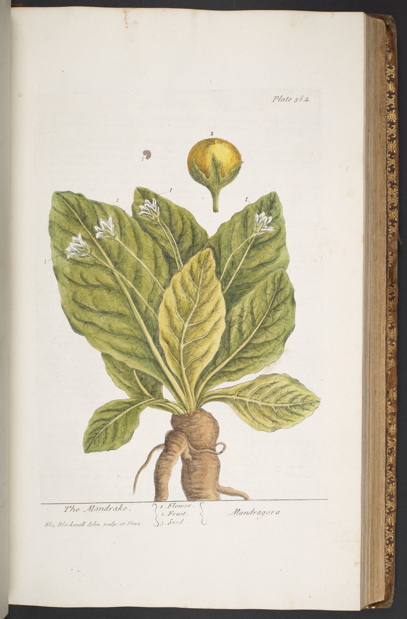 Levy 364, "A Curious Herbal" tekijältä Elizabeth Blackwell