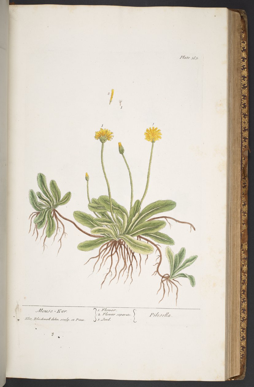 Levy 365, "A Curious Herbal" tekijältä Elizabeth Blackwell