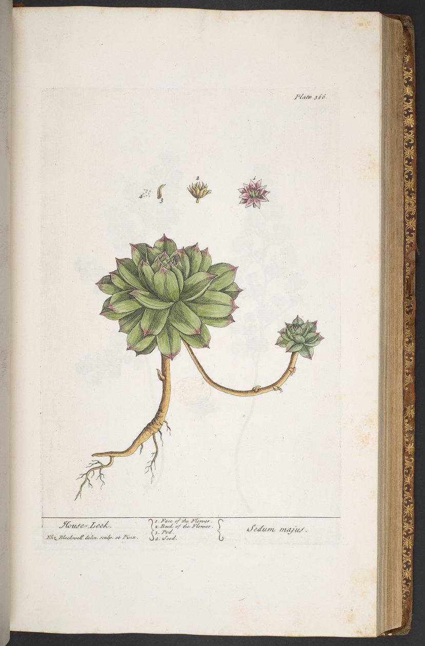 Levy 366, "A Curious Herbal" tekijältä Elizabeth Blackwell