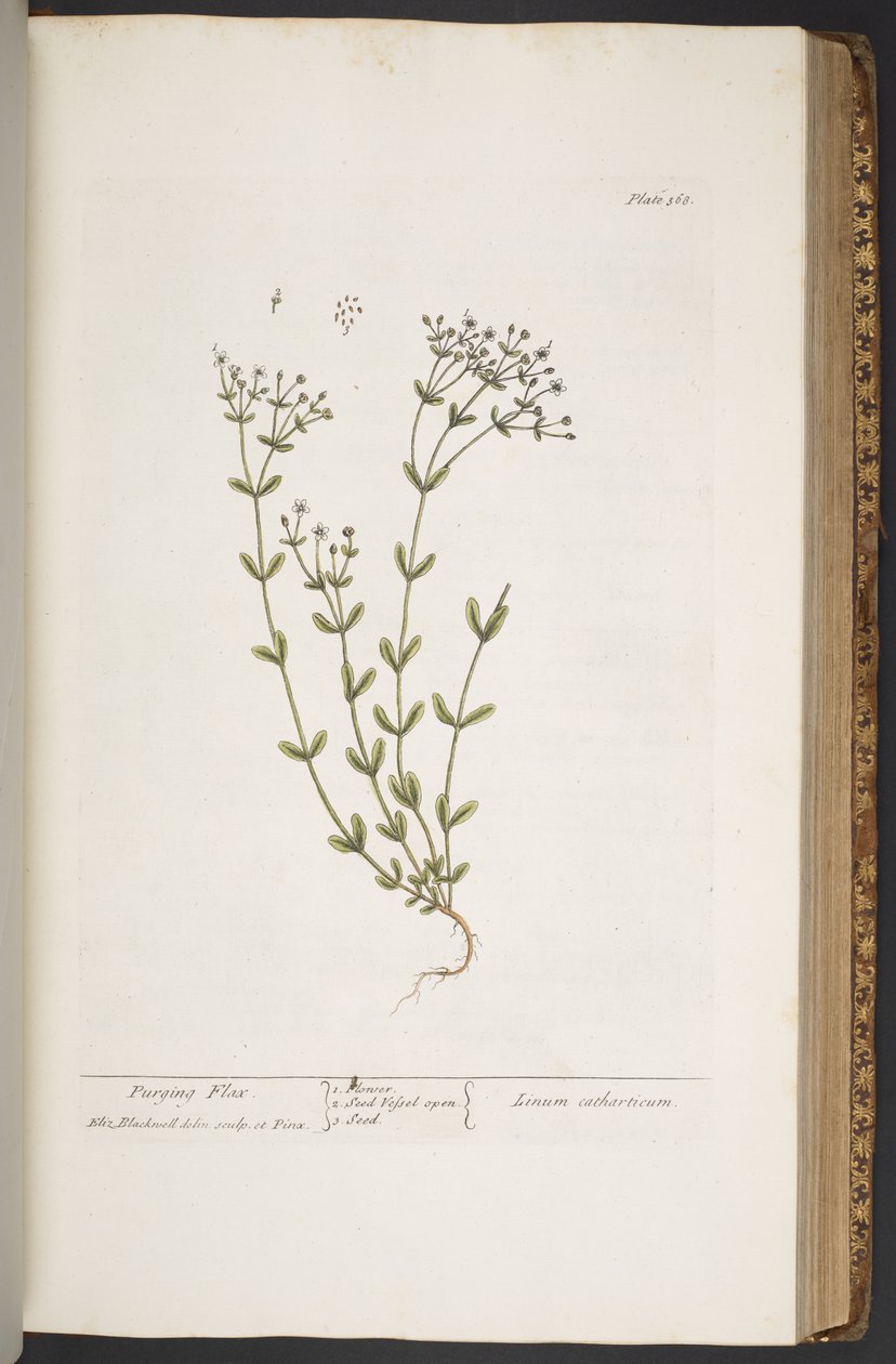 Levy 368, "A Curious Herbal" tekijältä Elizabeth Blackwell