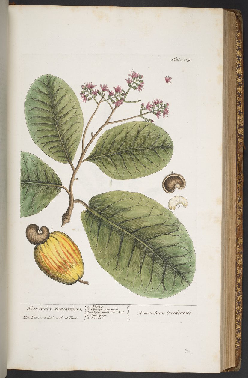Levy 369, "A Curious Herbal" tekijältä Elizabeth Blackwell