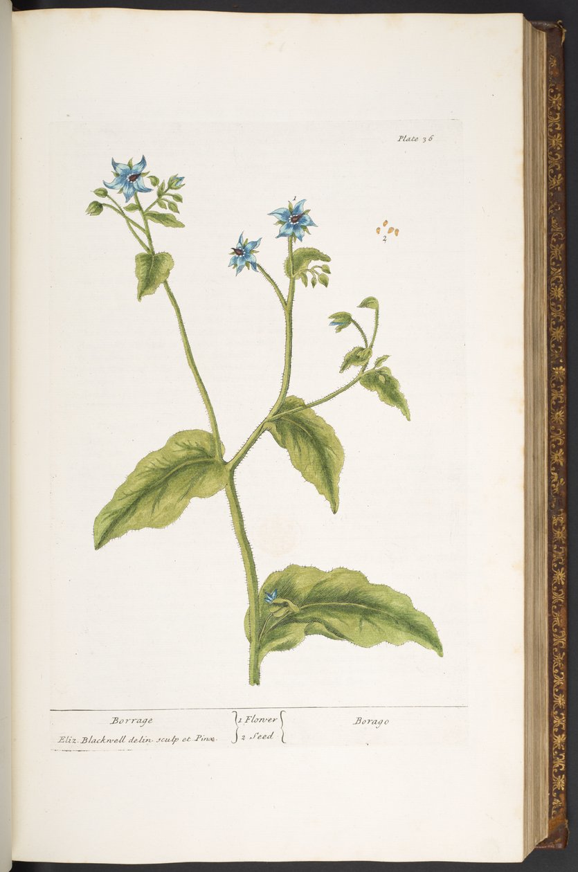 Levy 36, Borrage, "A Curious Herbal" tekijältä Elizabeth Blackwell