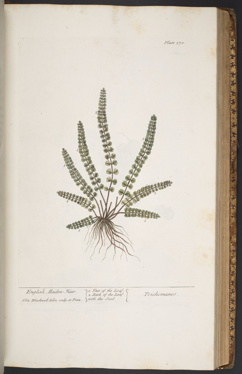 Levy 370, "A Curious Herbal" tekijältä Elizabeth Blackwell