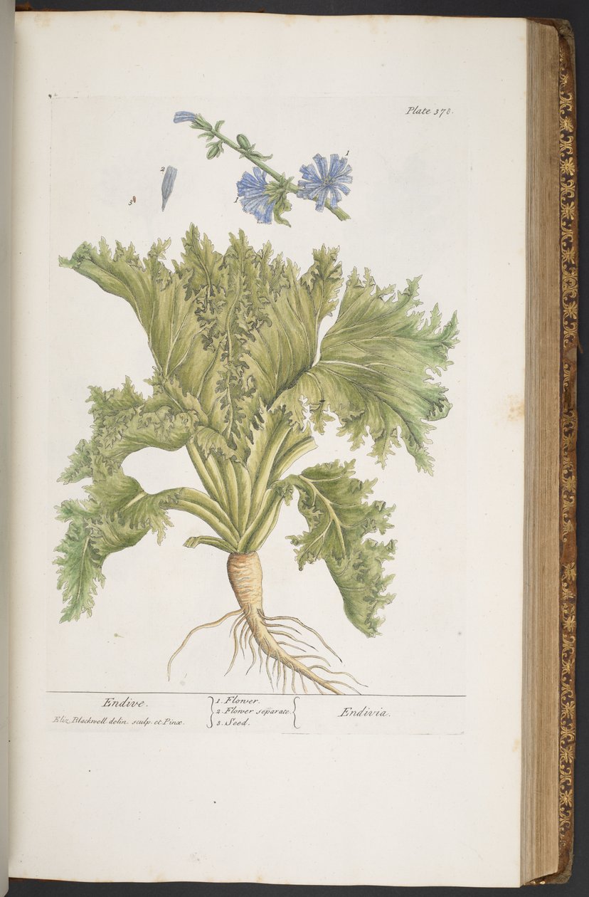 Levy 378, "A Curious Herbal" tekijältä Elizabeth Blackwell