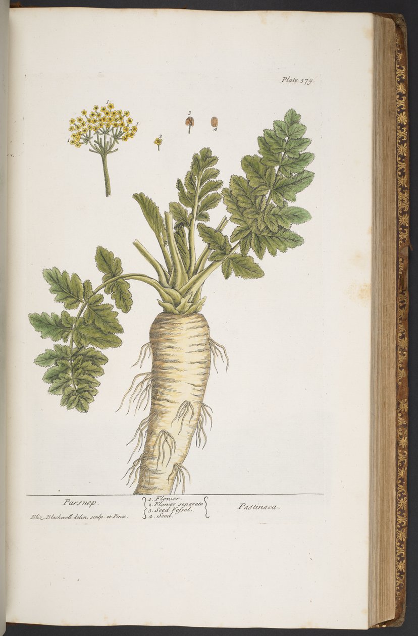 Levy 379, "A Curious Herbal" tekijältä Elizabeth Blackwell