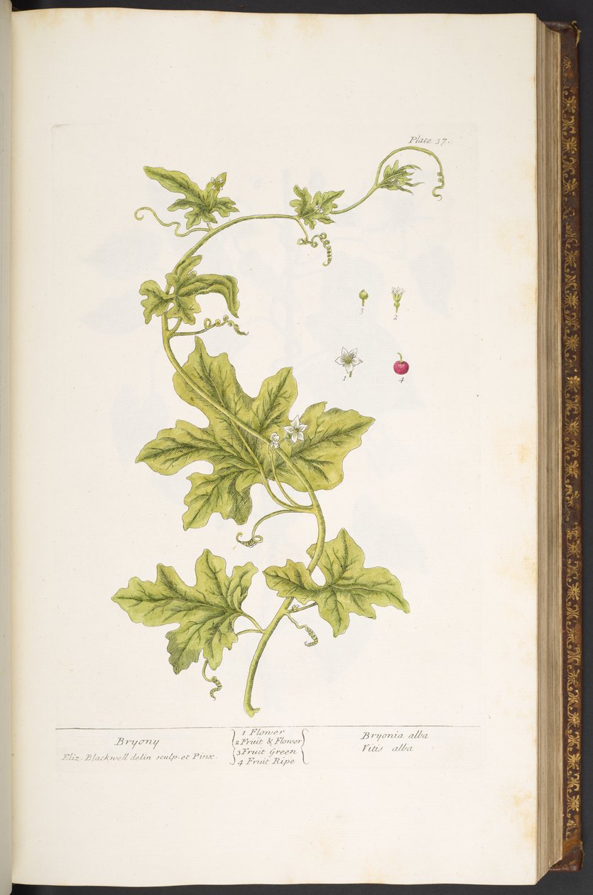 Levy 37, Bryony, "A Curious Herbal" tekijältä Elizabeth Blackwell