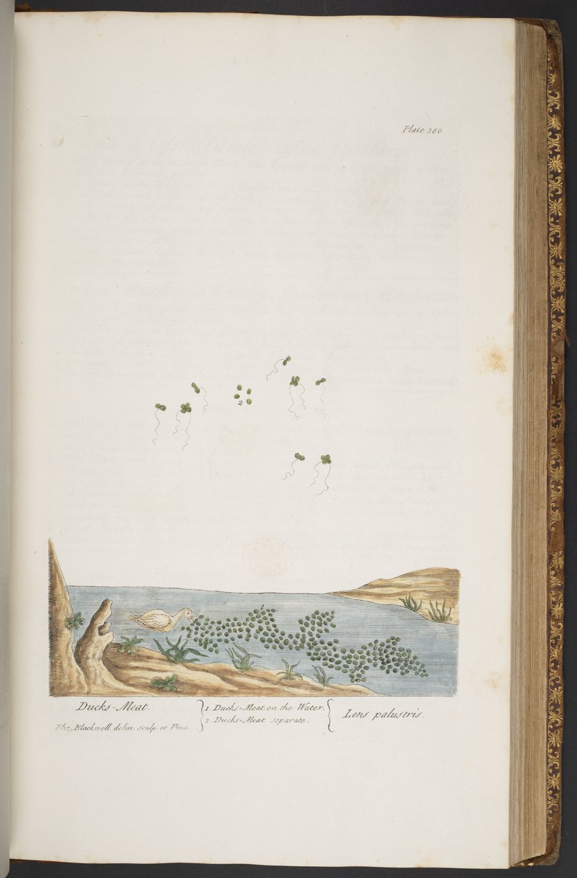 Levy 380, "A Curious Herbal" tekijältä Elizabeth Blackwell