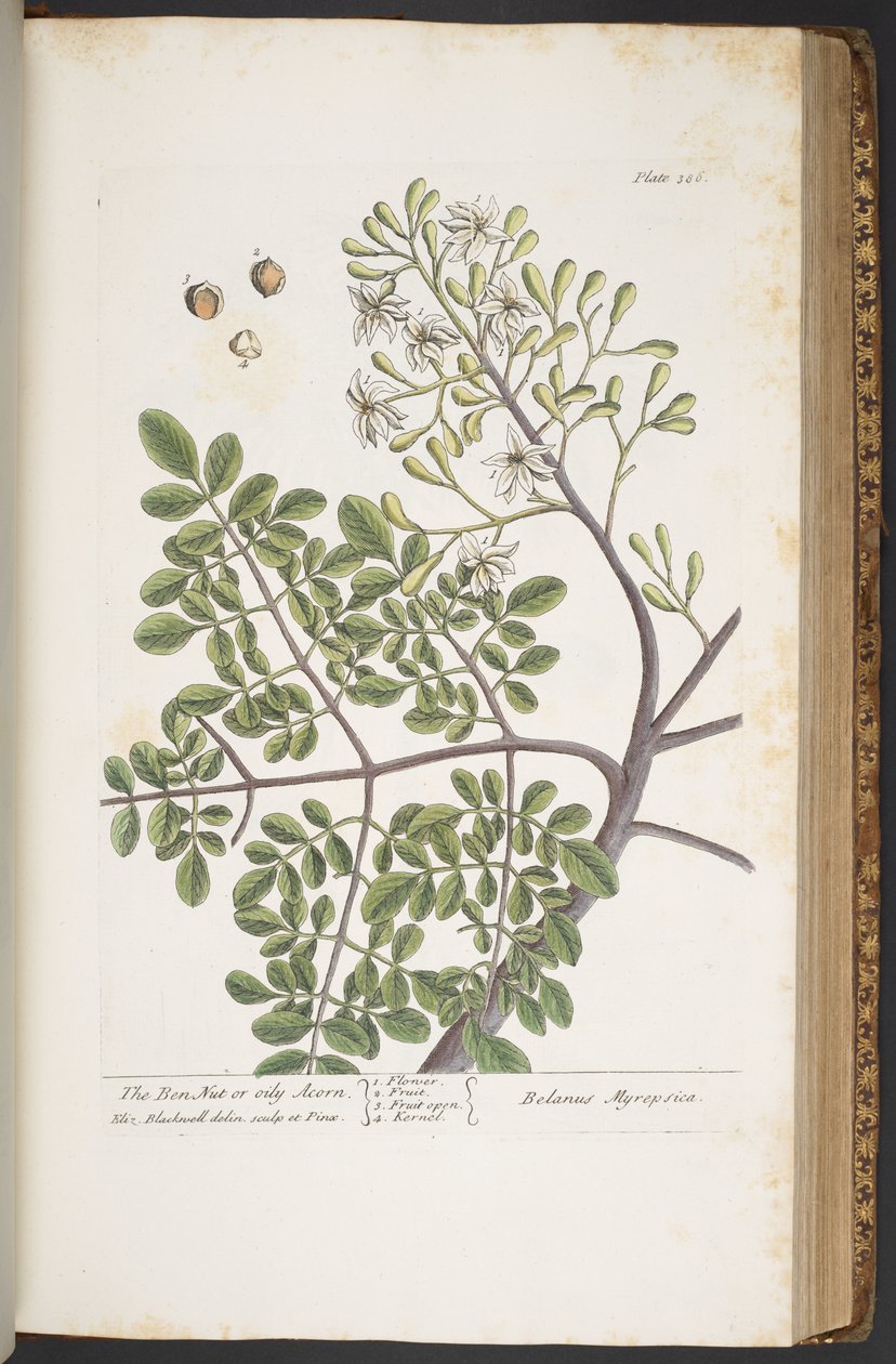 Làmina 386, de "Una herba curiosa" finlandesa tekijältä Elizabeth Blackwell