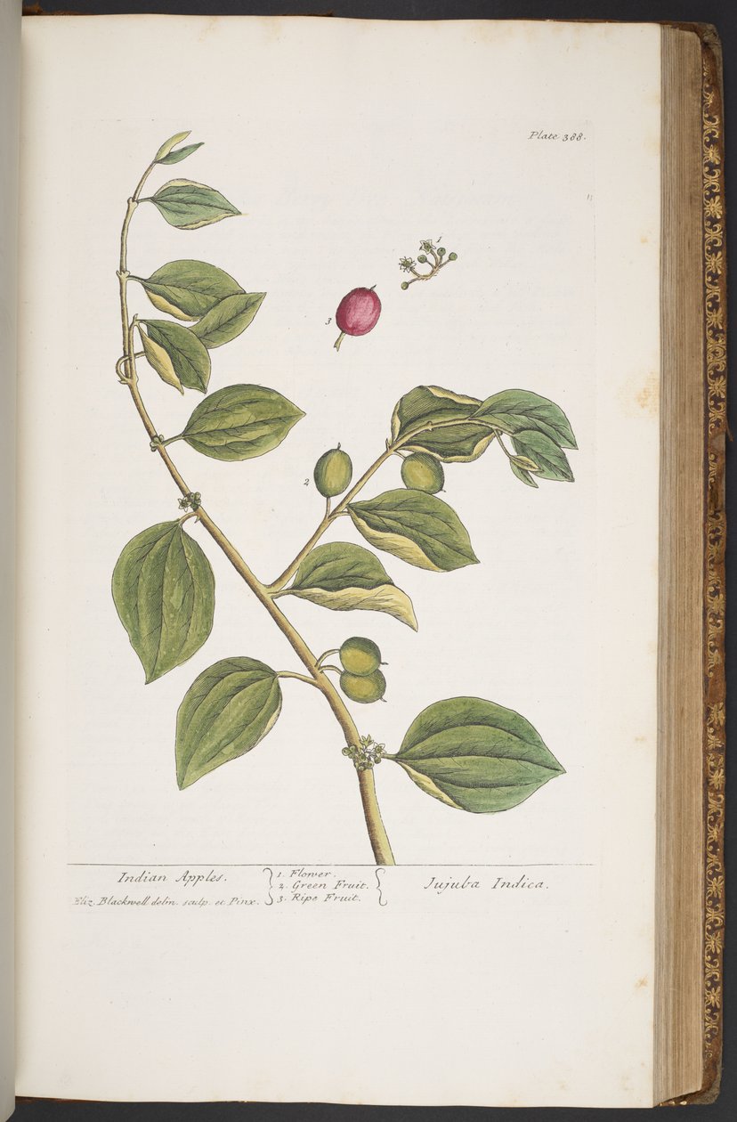 Levy 388, "A Curious Herbal" tekijältä Elizabeth Blackwell