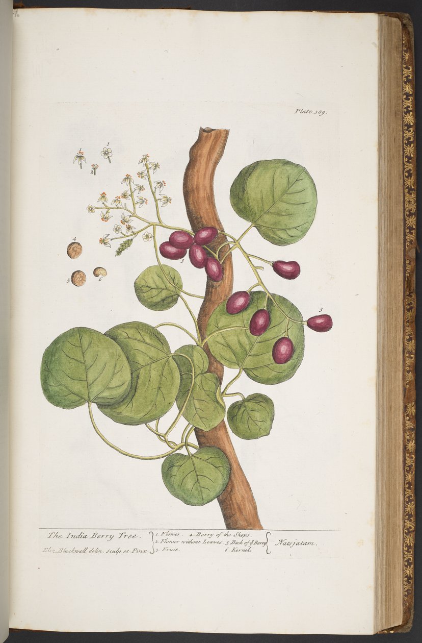 Levy 389, "A Curious Herbal" tekijältä Elizabeth Blackwell