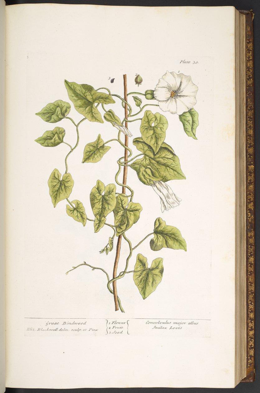 Levy 38, Great Bindweed, kirjasta "A Curious Herbal" tekijältä Elizabeth Blackwell
