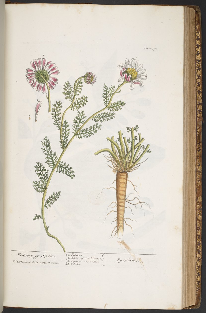 Levy 390, Pellitory of Spain, teoksesta "A Curious Herbal" tekijältä Elizabeth Blackwell
