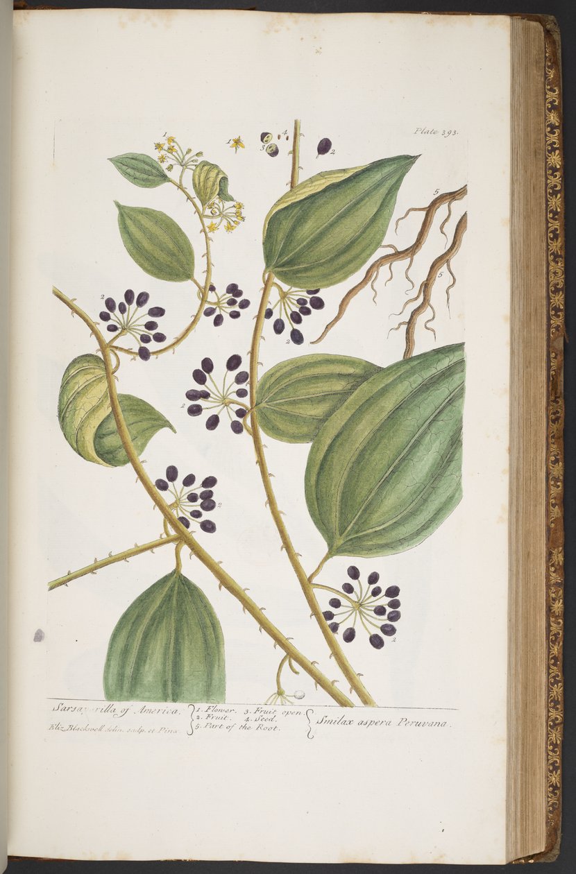 Levy 393, "A Curious Herbal" tekijältä Elizabeth Blackwell
