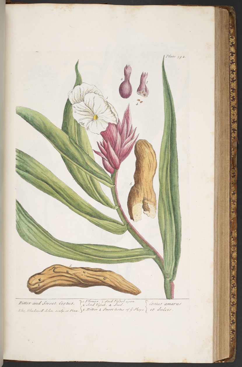 Levy 394, "A Curious Herbal" tekijältä Elizabeth Blackwell