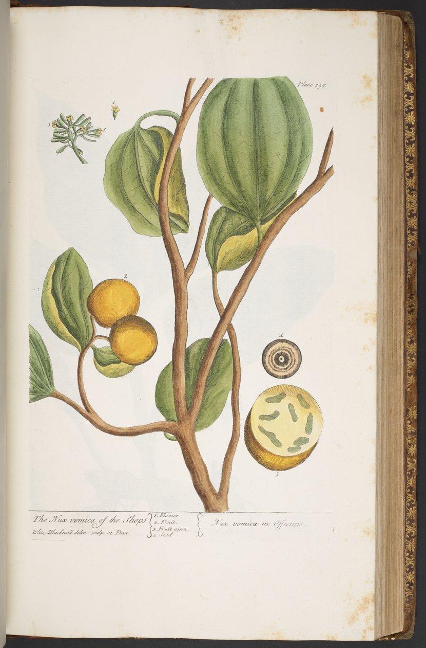 Làmina 395, de "Una herba curiosa" finlandesa tekijältä Elizabeth Blackwell