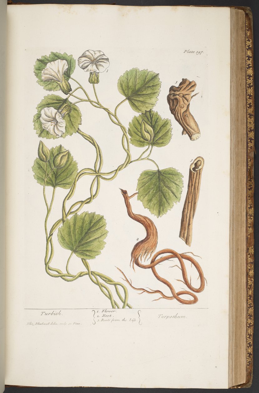 Levy 397, "A Curious Herbal" tekijältä Elizabeth Blackwell