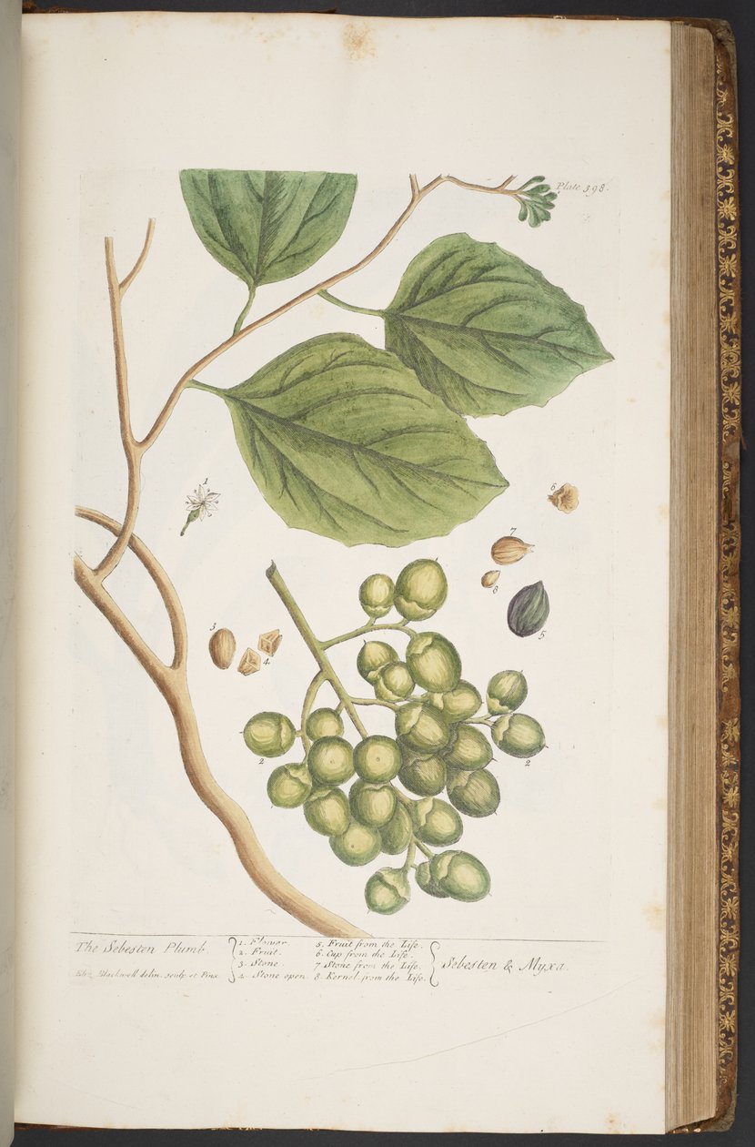 Levy 398, "A Curious Herbal" tekijältä Elizabeth Blackwell