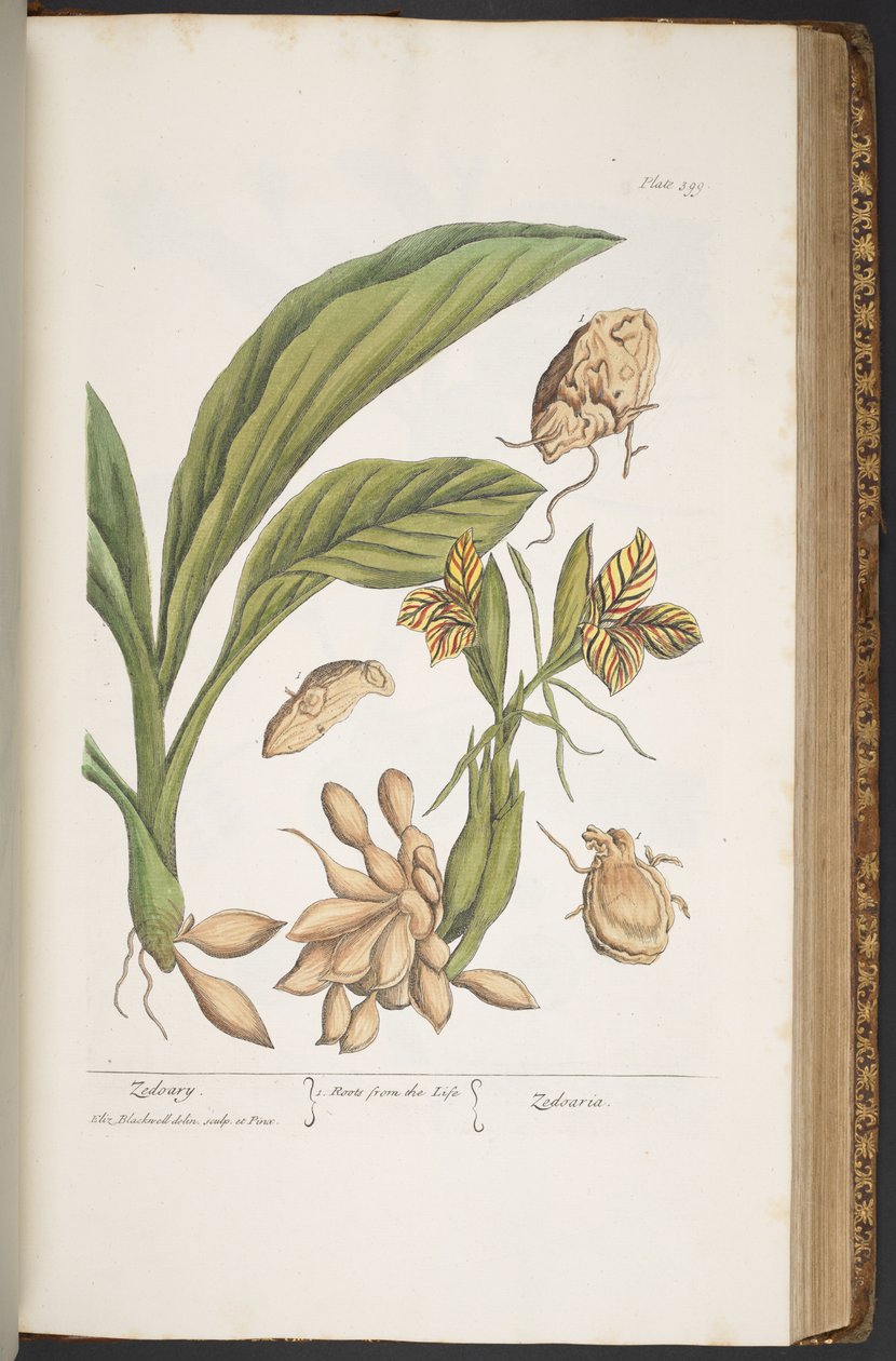 Levy 399, "A Curious Herbal" tekijältä Elizabeth Blackwell