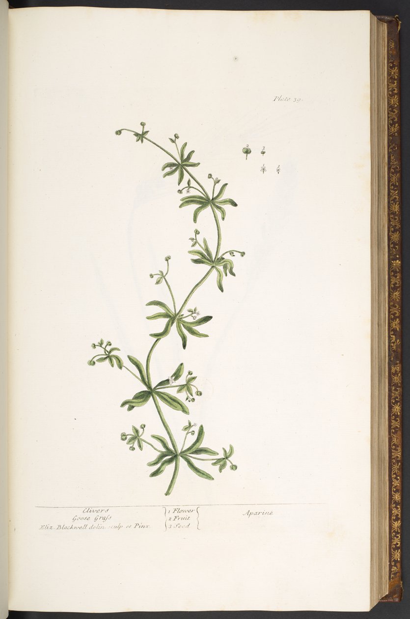 Lauta 39, Clivers, Goose Grass, "A Curious Herbal" tekijältä Elizabeth Blackwell