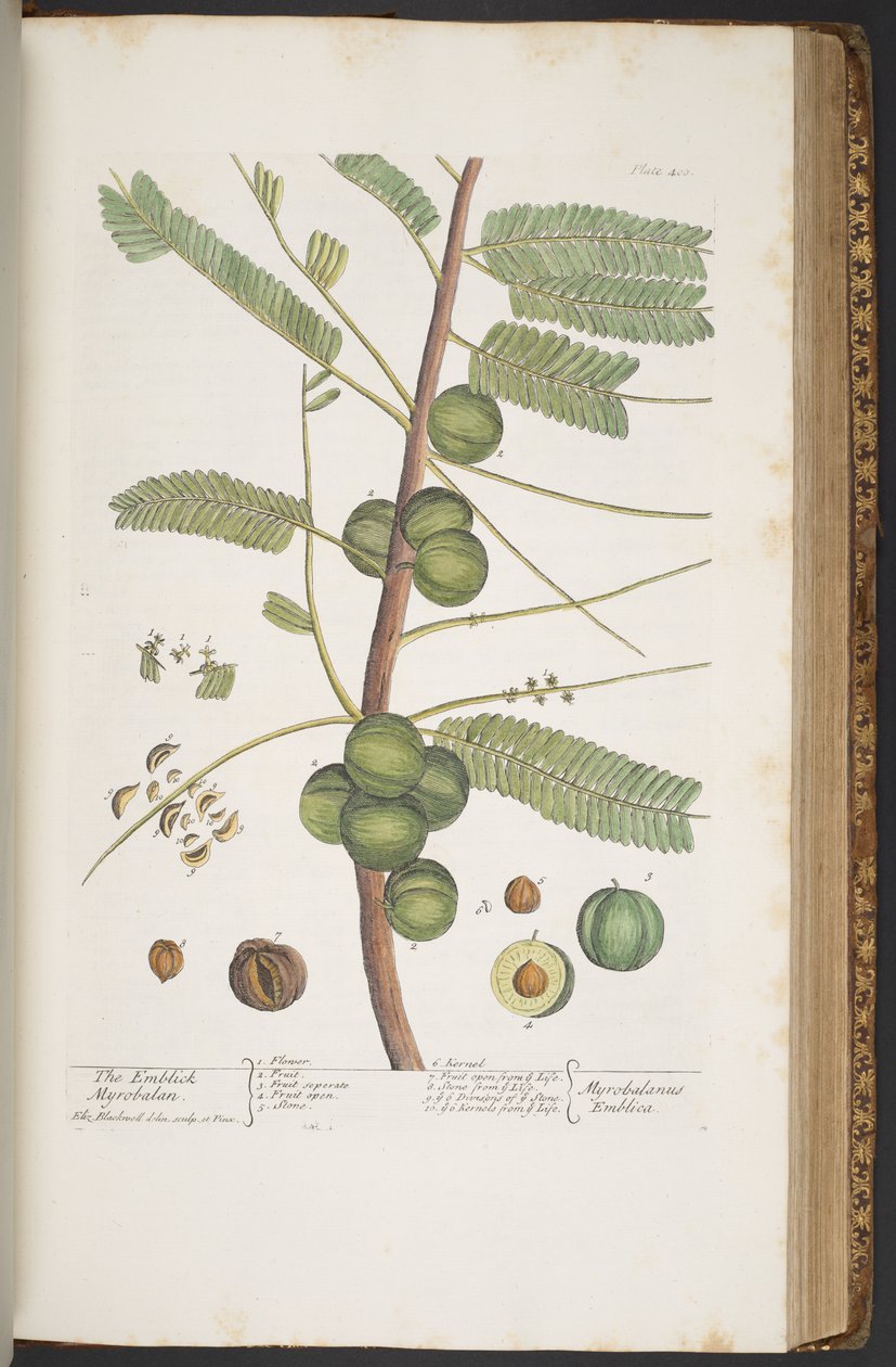 Lauta 400, "A Curious Herbal" tekijältä Elizabeth Blackwell