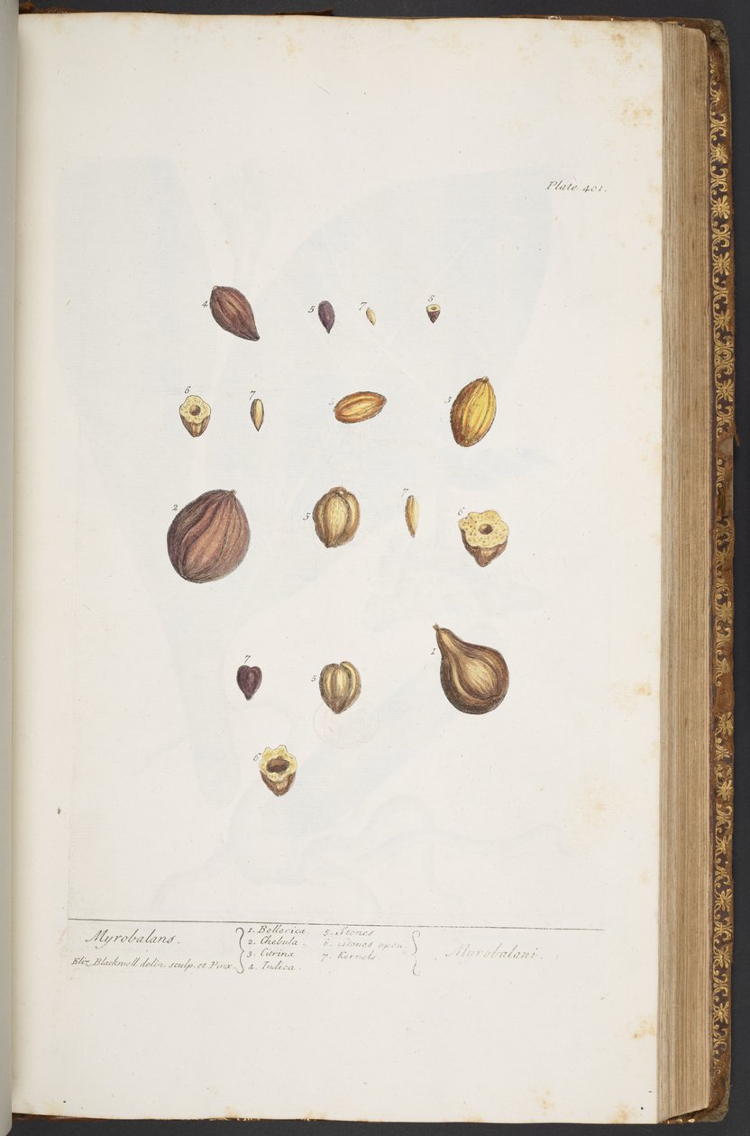 Levy 401, "A Curious Herbal" tekijältä Elizabeth Blackwell