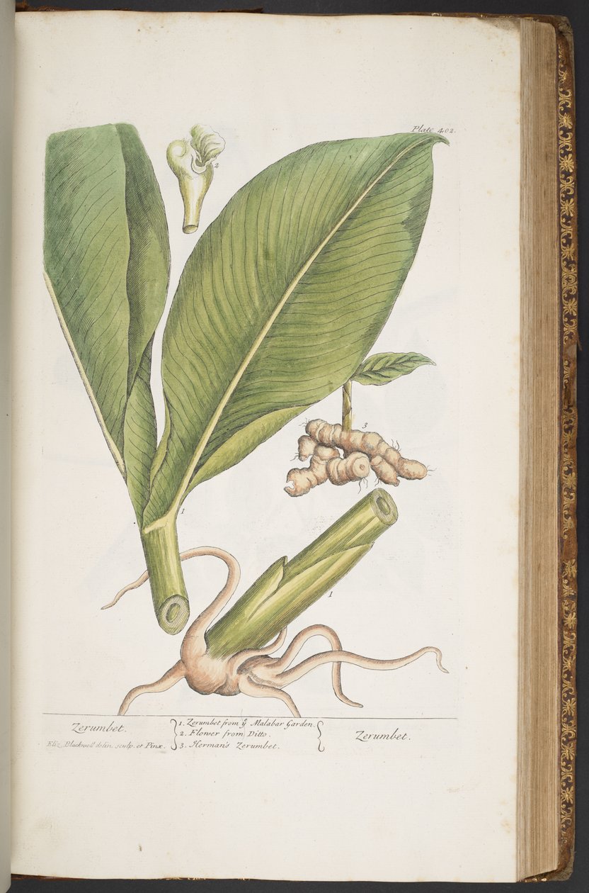 Levy 402, "A Curious Herbal" tekijältä Elizabeth Blackwell