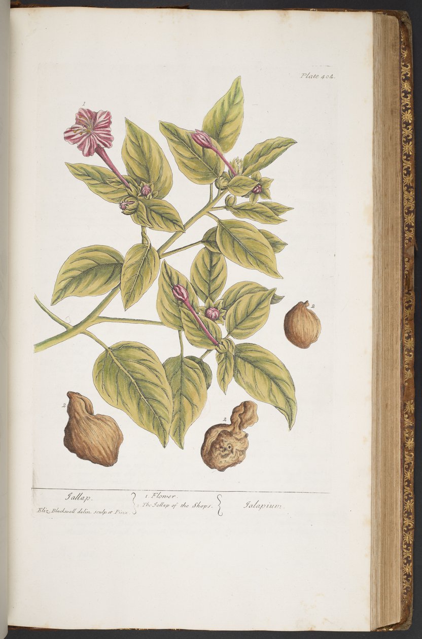 Levy 404, "A Curious Herbal" tekijältä Elizabeth Blackwell