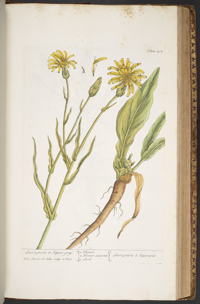Levy 406, "A Curious Herbal" tekijältä Elizabeth Blackwell