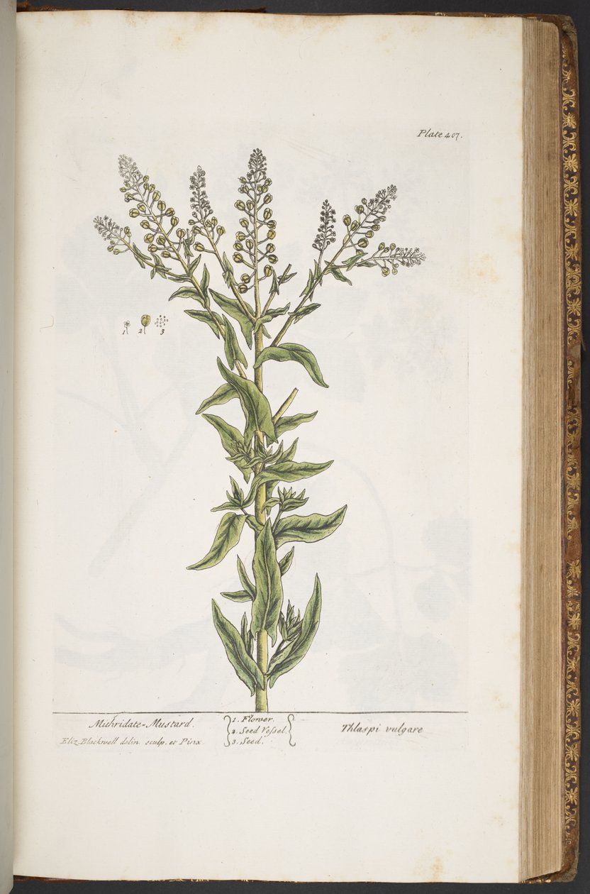 Làmina 407, de "A Curious Herbal" finlandès tekijältä Elizabeth Blackwell