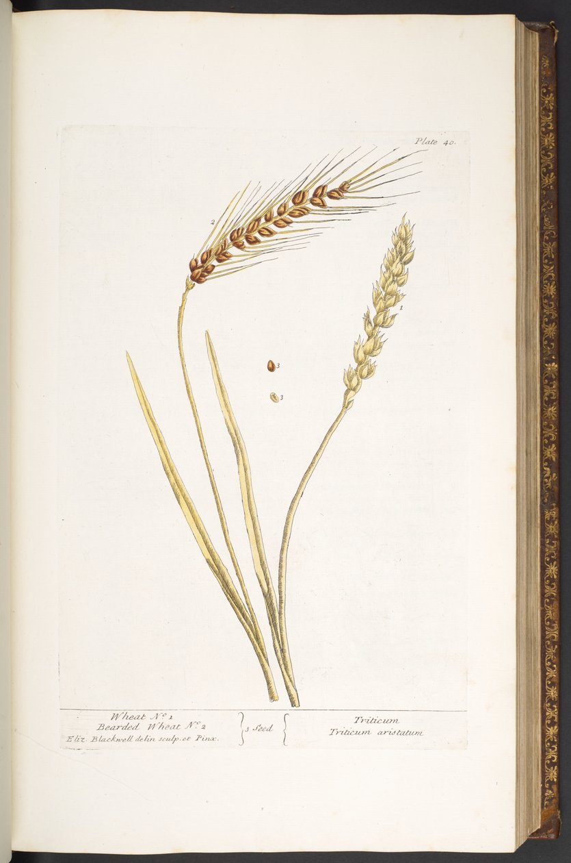 Lauta 40, vehnä ja parrakas vehnä, "A Curious Herbal" tekijältä Elizabeth Blackwell