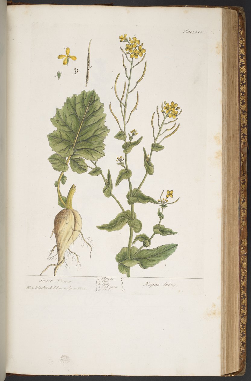 Levy 410, "A Curious Herbal" tekijältä Elizabeth Blackwell