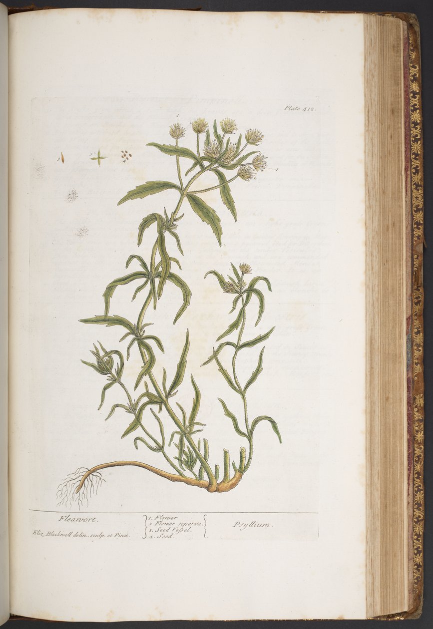 Levy 412, "A Curious Herbal" tekijältä Elizabeth Blackwell