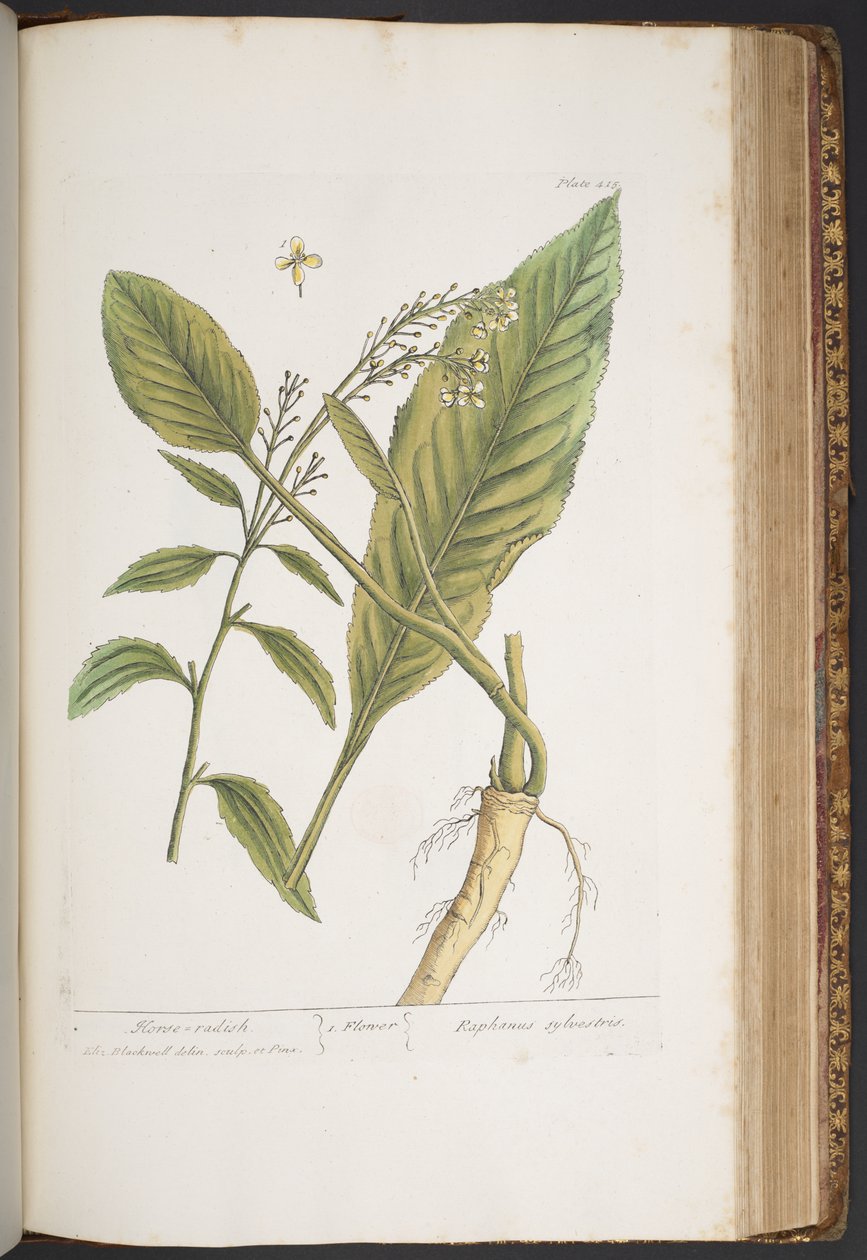 Levy 415, "A Curious Herbal" tekijältä Elizabeth Blackwell