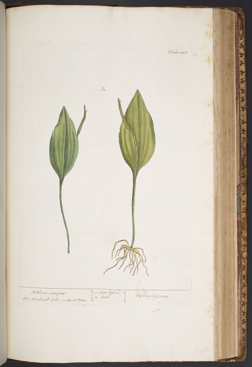 Levy 416, "A Curious Herbal" tekijältä Elizabeth Blackwell